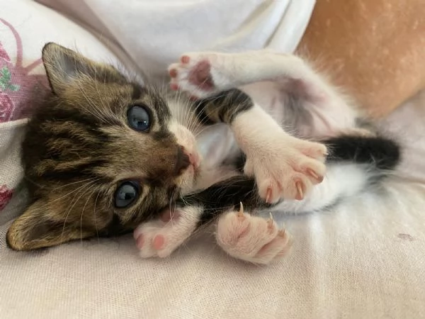 GATITNO DOLCISSIMO | Foto 4