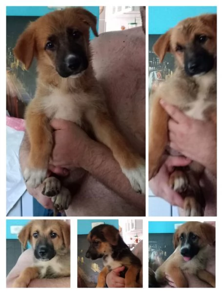 CUCCIOLI
