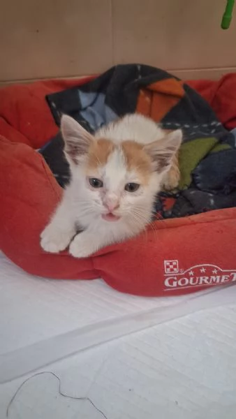 GATTINI MERAVIGLIOSI  | Foto 5