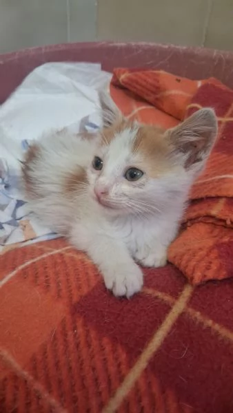 GATTINI MERAVIGLIOSI  | Foto 4