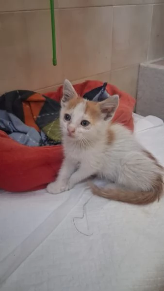 GATTINI MERAVIGLIOSI  | Foto 2