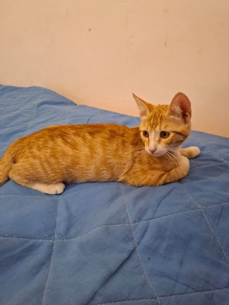 GATTINI ROSSI  | Foto 4