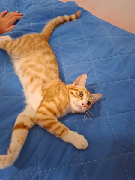 GATTINI ROSSI  | Foto 3