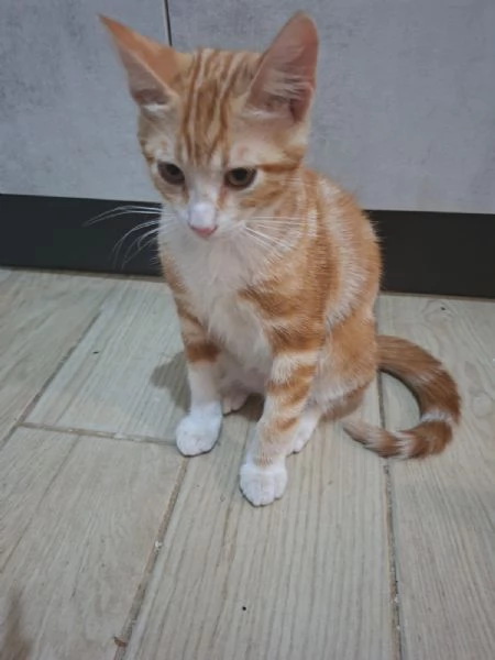 GATTINI ROSSI  | Foto 1