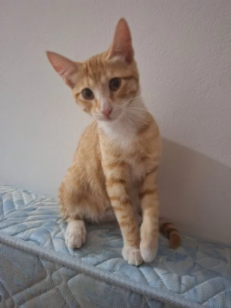 GATTINI ROSSI  | Foto 0
