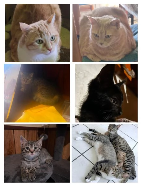 GATTINI ADORABILI E GATTI ADULTI 