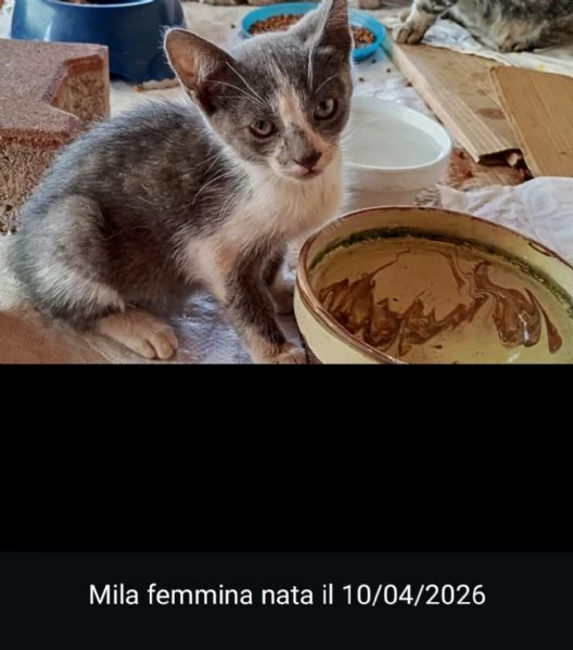 GATTINI/E | Foto 2