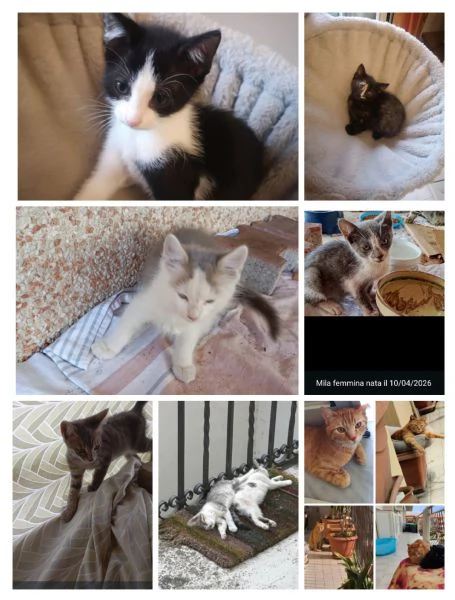 GATTINI/E GATTO ADULTO