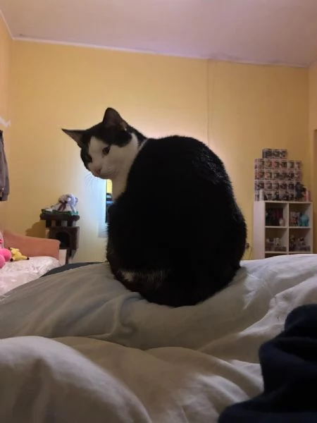 GATTO ADULTO
