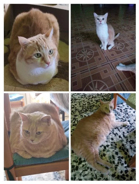 GATTI ADULTI E GATTINI PICCOLI | Foto 0