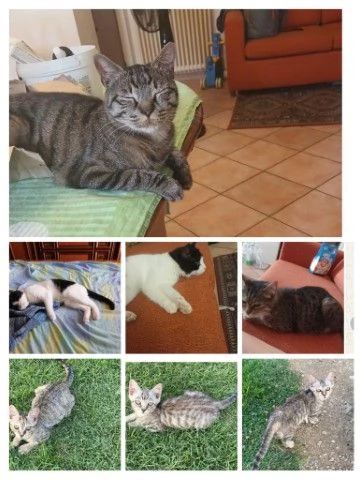 GATTI ADULTI E GATTINI PICCOLI