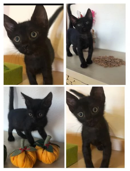 GATTINI NERI DOLCISSIMI | Foto 1
