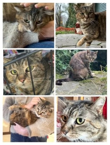 GATTA ADULTA | Foto 0