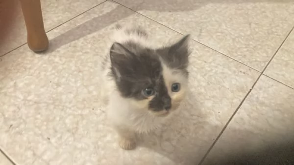 GATTINI MERAVIGLIOSI  | Foto 3