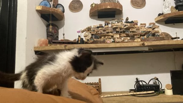 GATTINI MERAVIGLIOSI 