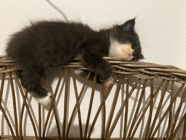 GATTINI MERAVIGLIOSI  | Foto 1