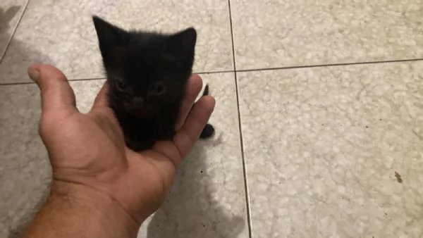 GATTINI MERAVIGLIOSI  | Foto 0