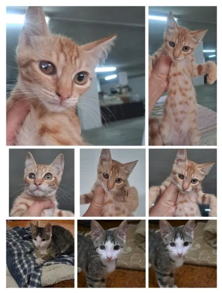GATTINA | Foto 0
