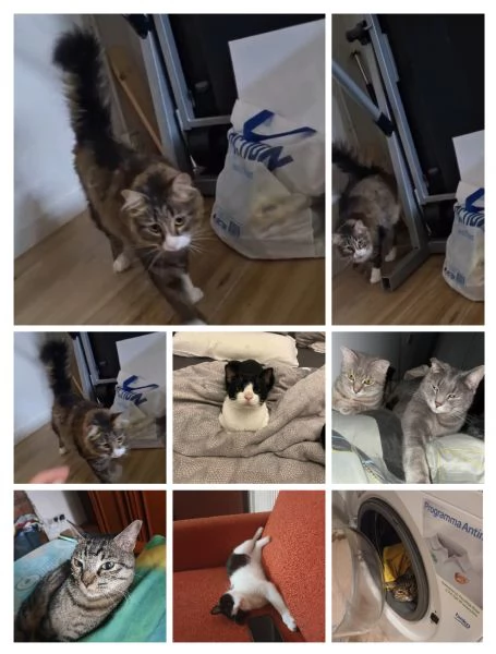 GATTINI ADULTI E GATTINO PICCOLO  | Foto 0