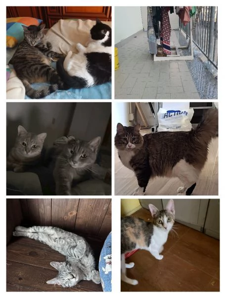 GATTINI ADULTI E GATTINO PICCOLO 