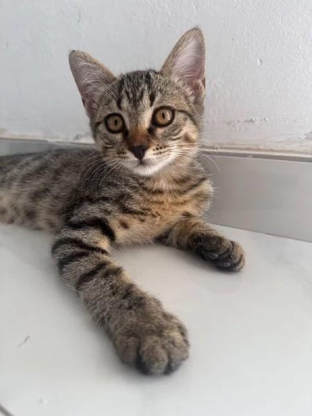 GATTINA TIGRATA | Foto 3