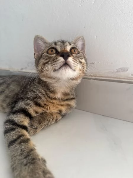 GATTINA TIGRATA | Foto 2