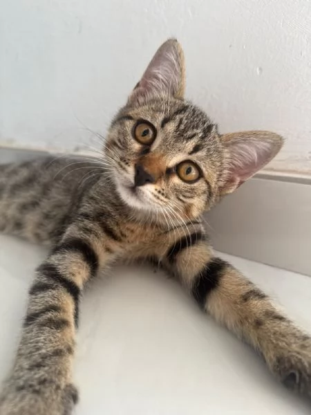 GATTINA TIGRATA | Foto 1