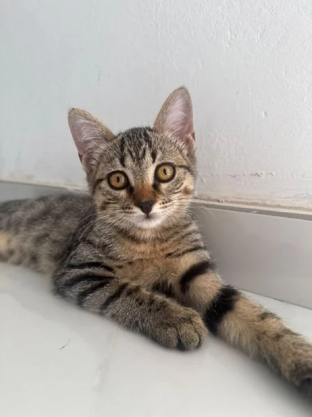GATTINA TIGRATA | Foto 0