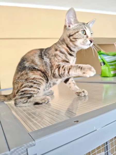 GATTI TIGRATI 