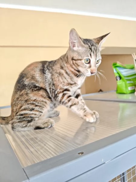 GATTI TIGRATI  | Foto 3