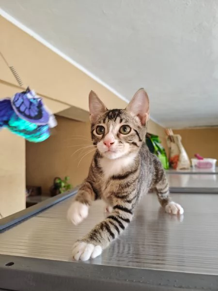 GATTI TIGRATI  | Foto 2