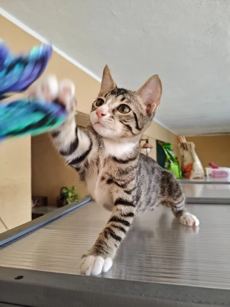 GATTI TIGRATI  | Foto 1