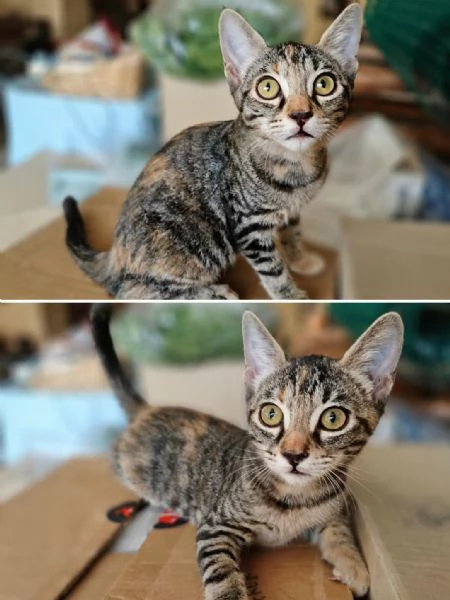 GATTI TIGRATI  | Foto 0