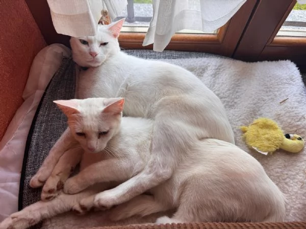 GATTINA BIANCA