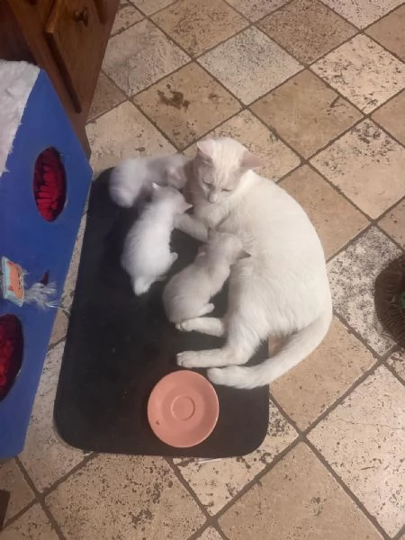 GATTINA BIANCA | Foto 6