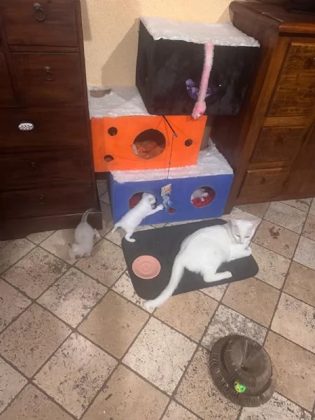 GATTINA BIANCA | Foto 5