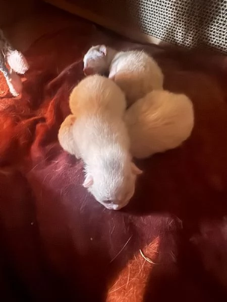 GATTINA BIANCA | Foto 4