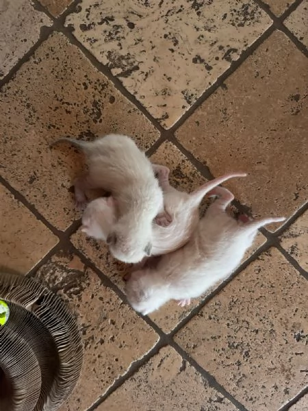GATTINA BIANCA | Foto 3
