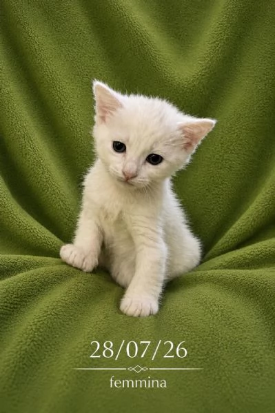 GATTINA BIANCA | Foto 1