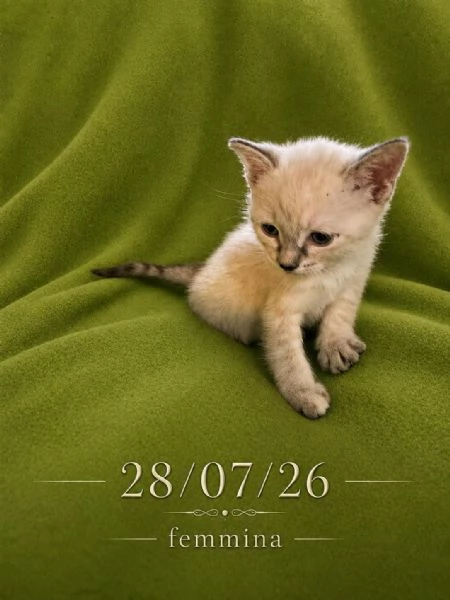 GATTINA BIANCA | Foto 0