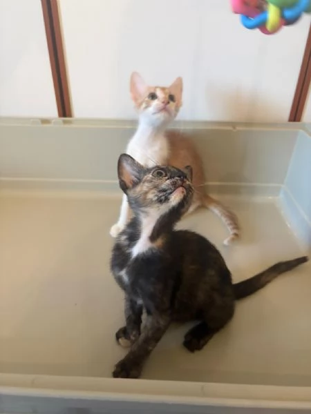 GATTINI ADORABILI