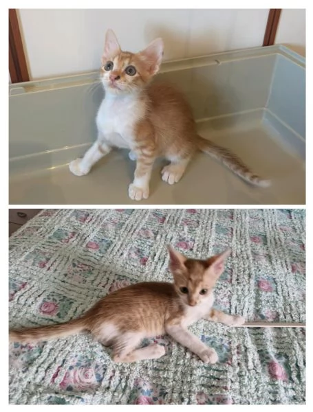 GATTINI ADORABILI | Foto 1