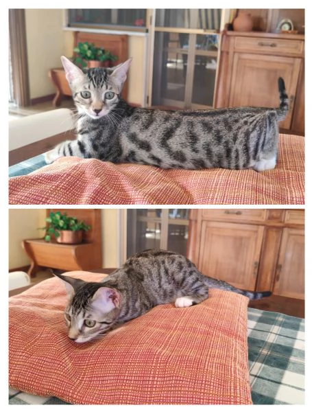 GATTINI ADORABILI | Foto 0