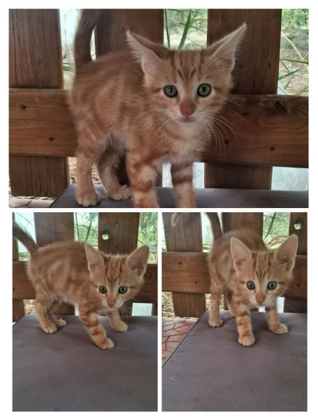 GATTINI ROSSI  | Foto 0