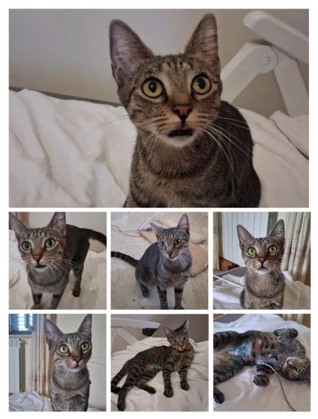 GATTINE TENERE E GATTA ADULTA | Foto 1