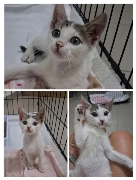 GATTINE TENERE E GATTA ADULTA | Foto 0