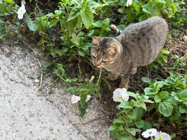 GATTI ADULTI E GATTINI  | Foto 6