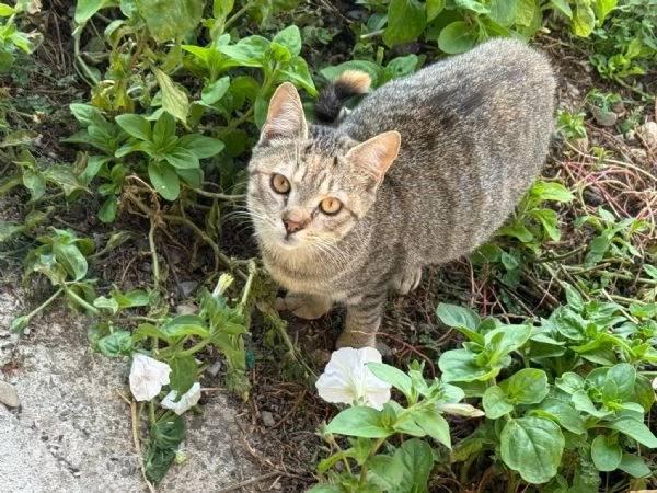 GATTI ADULTI E GATTINI  | Foto 5
