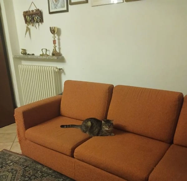 GATTI ADULTI E GATTINI  | Foto 4