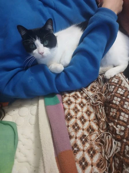 GATTI ADULTI E GATTINI  | Foto 3